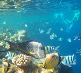 Fische und Schnorchler