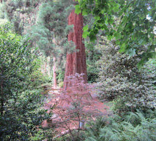 Gleisweiler Kurpark Mammutbaum