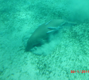 Beim Tauchen Begegnung mit Dugong