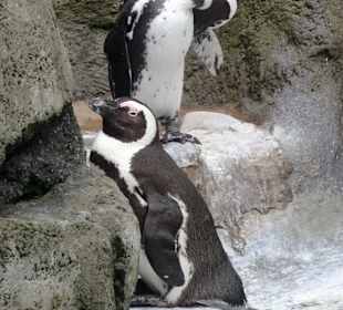 Impressionen aus dem Aquazoo Löbbecke Museum