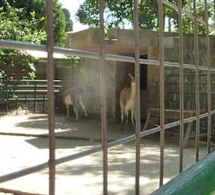 Guanako 