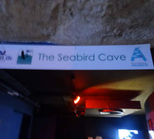 Im Aquarium unterwegs