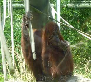 Sumatra Oran Utan