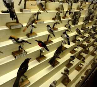 Naturhistorisches Museum
