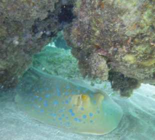 Unterwasser - Hotel Premier Le rêve