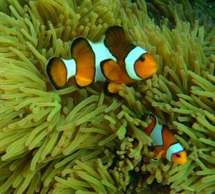 Nemo