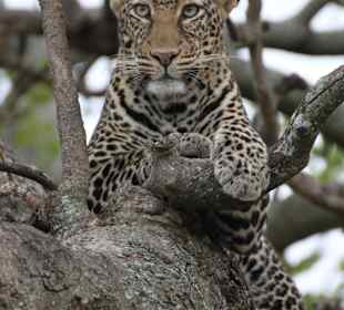 Leopart beim letzten Gamedrive