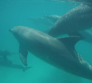 Delfinausflug mit Mo 15.06.2016