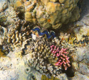 Coral