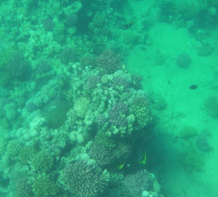 Rafy koralowe 20m od brzegu