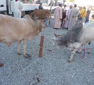 Die zwei warten auf den Abtransport