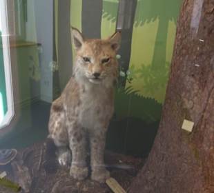 Museum für Naturkunde