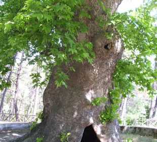So erzählt die Platane eine Geschichte