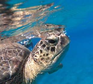 Schnorcheln Abu Dabbab