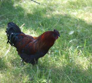 Freilichtmuseum Skansen