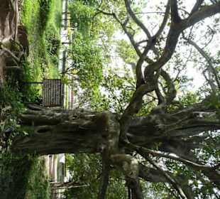 Baum mit Hinweisschild