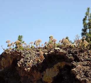 Vulkan Landschaft und Pflanzen