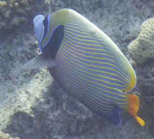 Schnorcheln Marsa Alam