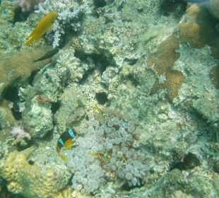 "Nemofamilie" am Hotelriff