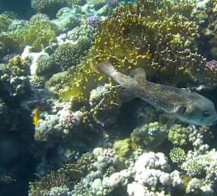 Schnorcheln Marsa Alam
