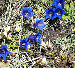 Wandern Ellmau am Wilden Kaiser