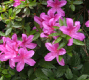 Blütenpracht im Rhododendronpark