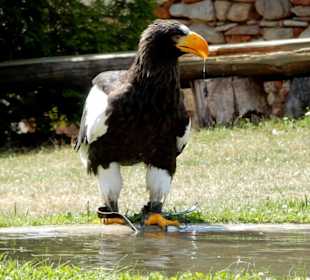 Toller Vogel