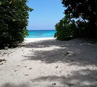 Tachai