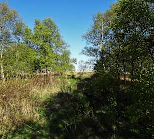 Eindrücke vom Schwimmenden Moor