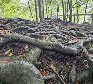 Wurzelwerk auf dem Weg zum Schloss