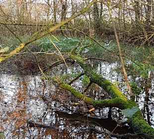 Idylle im Hervester Bruch