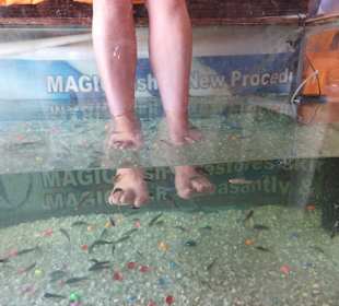 Fisch Spa Funny Life Hurghada