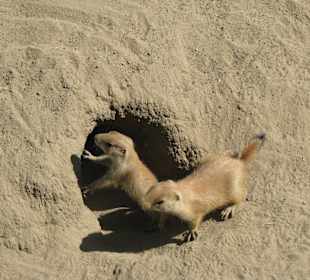 Präriehunde