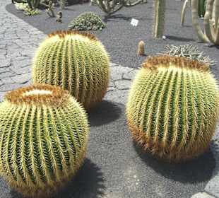 Große Kakteen