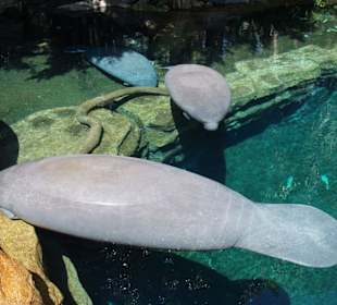 Eine Seekuh oder Manatee