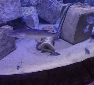 Im Aquarium unterwegs