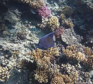 Einmalie Erlebnisse mit Mo´s Delfinen