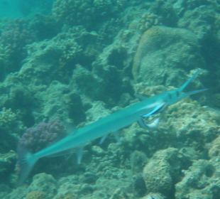 Am Hausriff - Hotel Menaville Safaga