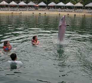Schwimmen mit Delphinen