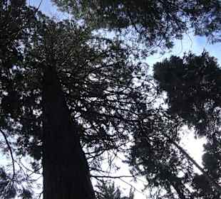 Wellingtonien - Platz mit Mammutbäumen