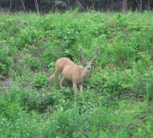 Wildsichtung kurz vor Jasper