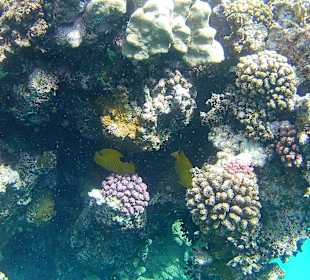 Schnorcheln Marsa Alam