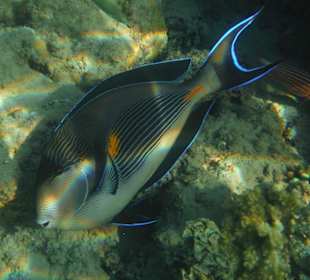 Unterwasseraufnahme am Hausriff