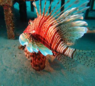 Feuerfisch im Hausriff 