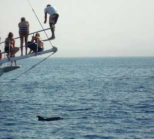 Delfin bei der Schnorcheltour