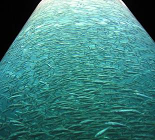 Makrelenturm im Loro Park