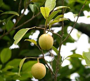 Muskatfrucht