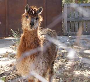 Jeep Safari - Stop auf Bauernhof Taurus Gebirge