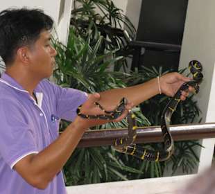 Snake Farm