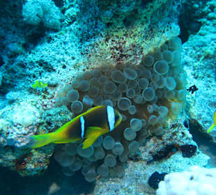 Tauchbasis Cleopatra Makadi Bay Diving